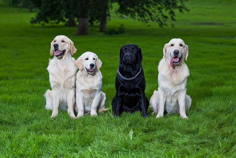 Eight most popular dog breeds