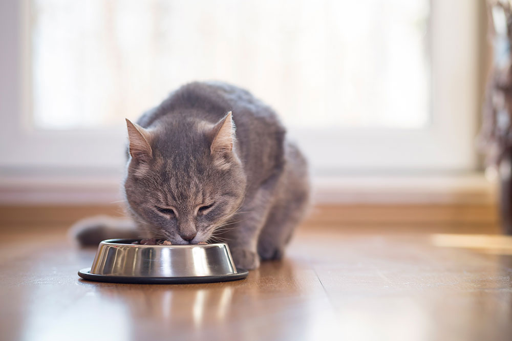 Healthy cat food options to combat gastrointestinal issues