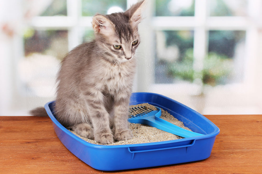 Types of cat litter and their effects on humans