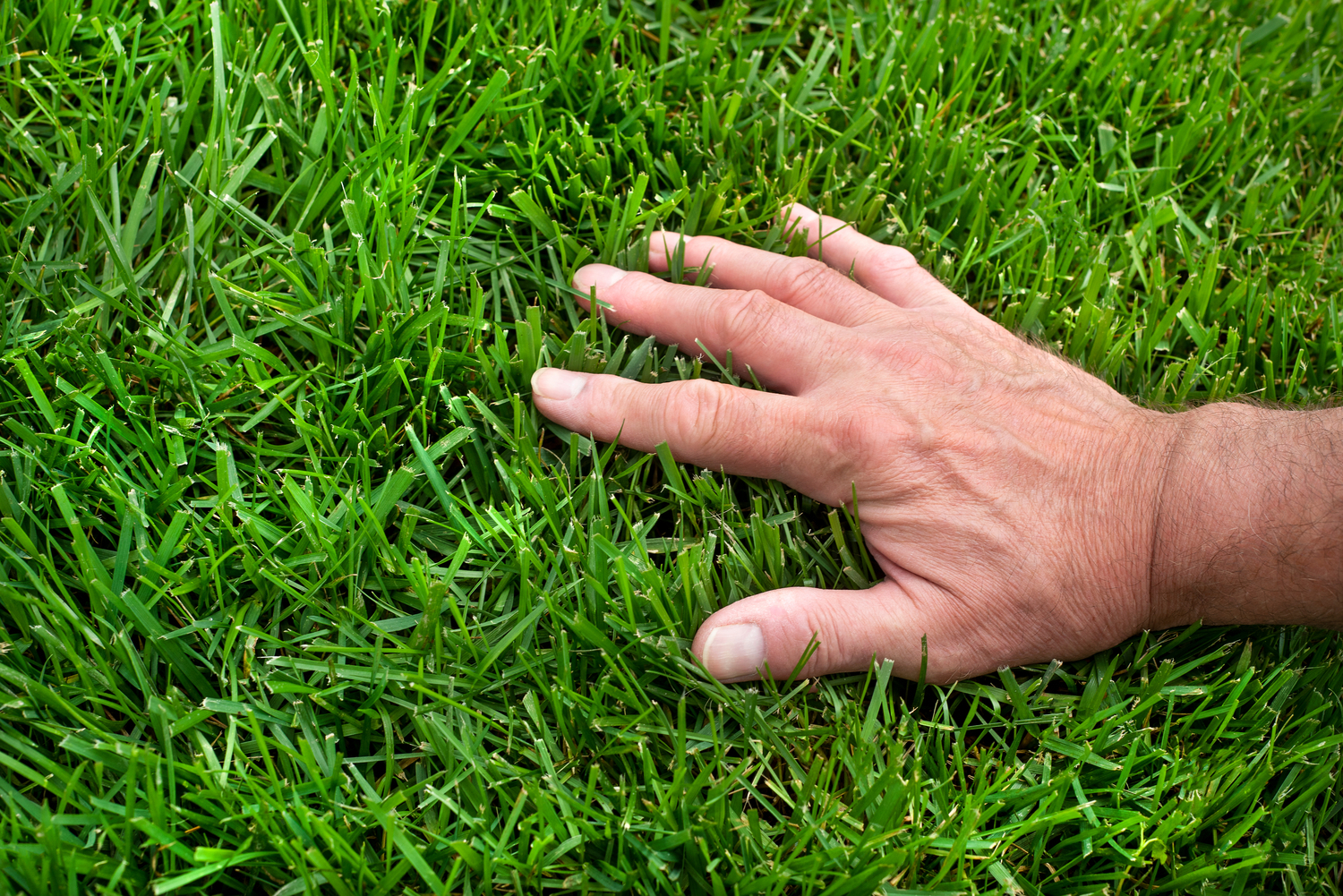 How to Successfully Overseed a Lawn: A Step-by-Step Guide