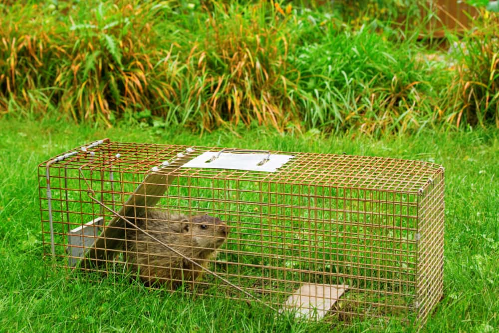 6 Effective Ways to Get Rid of Groundhogs