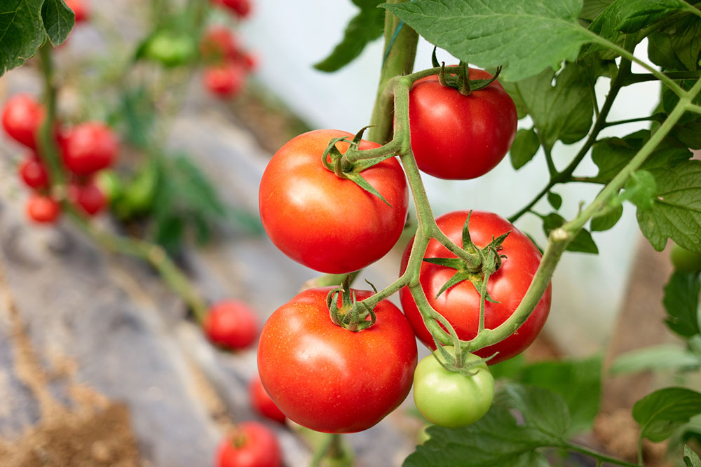 How to Prune Tomato Plants for Maximum Harvest