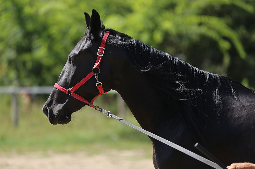 3 essential horse-training aids for beginners