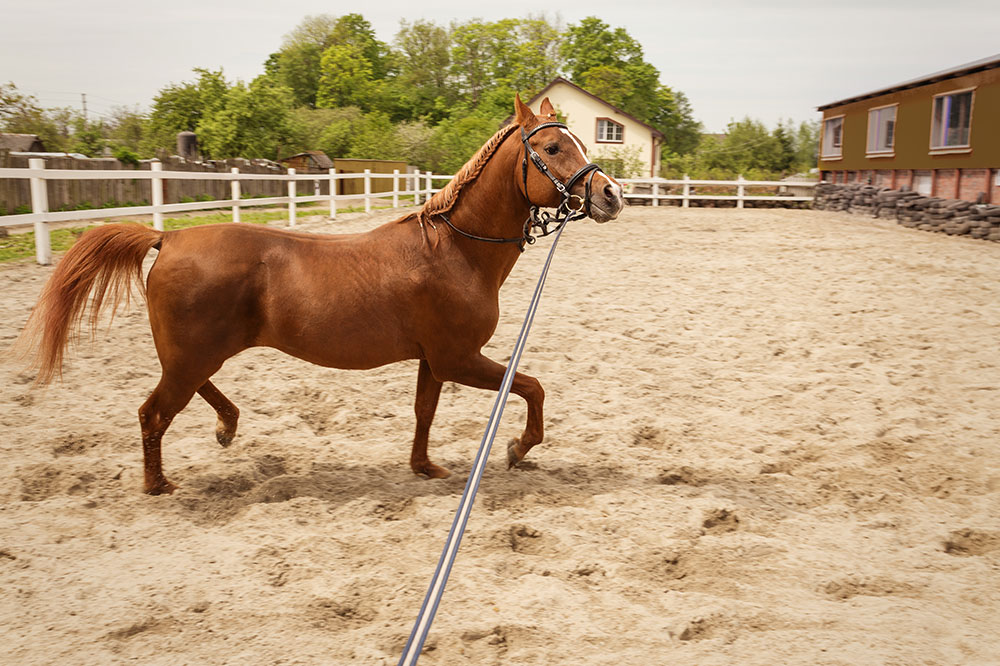 4 high-quality brands of horse training aids