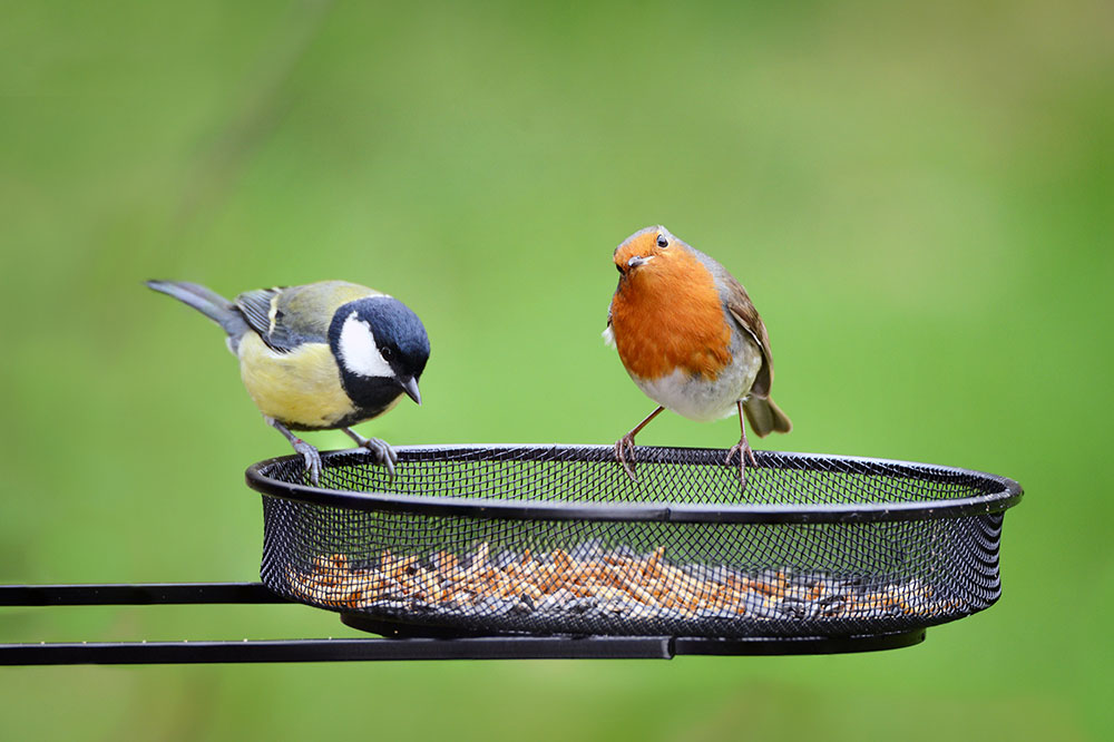 5 bird feeders you can choose from