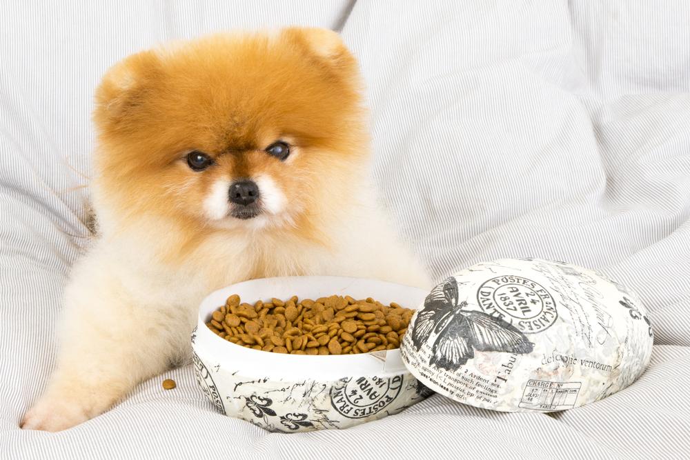 Dry vs. wet food &#8211; How to choose the best for your pet