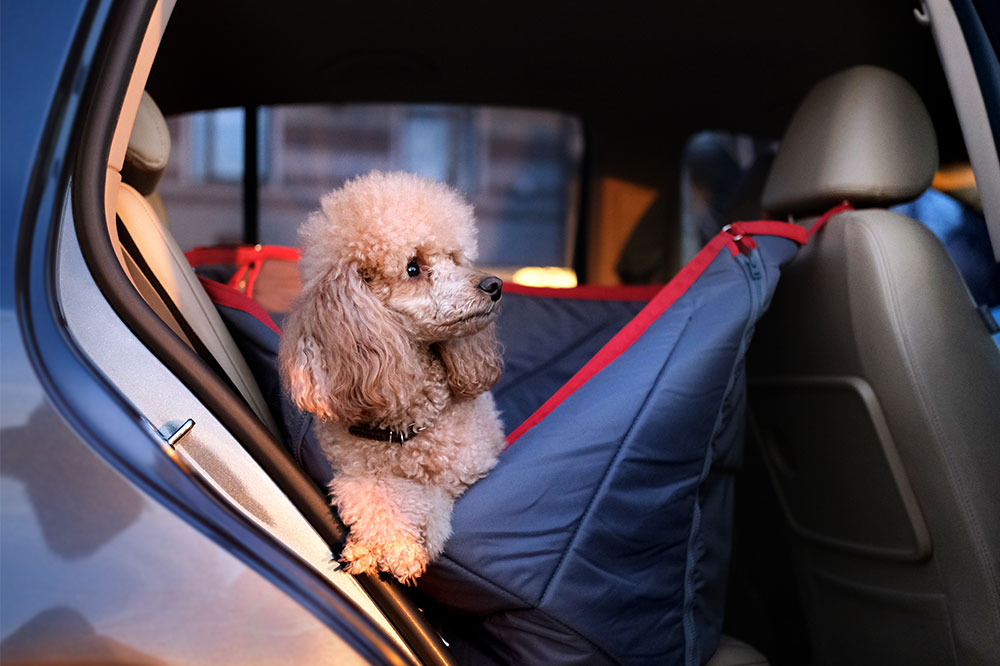 Factors to consider while buying car pet barriers