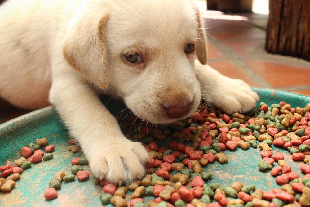 Popular websites to buy puppy food