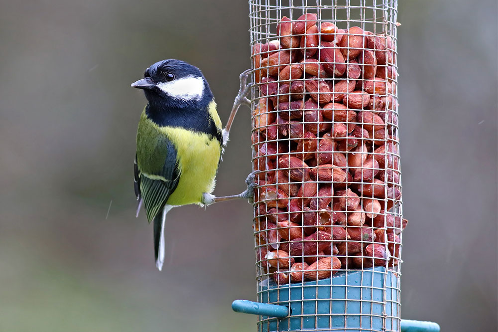 Top 5 foods to feed wild birds