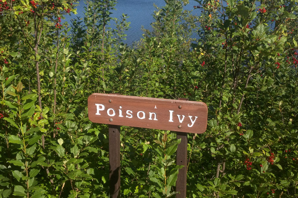 Symptoms and Ways to Treat Poison Ivy Rashes