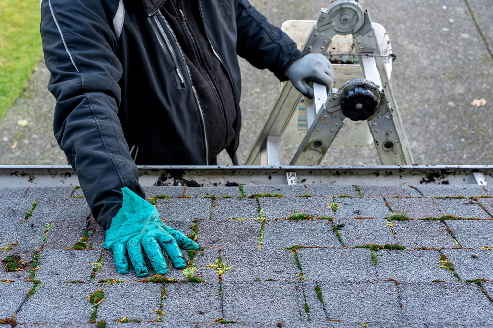 Easy DIY Roof Moss Killers to Try Today